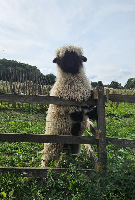 Moe The Dog sheep